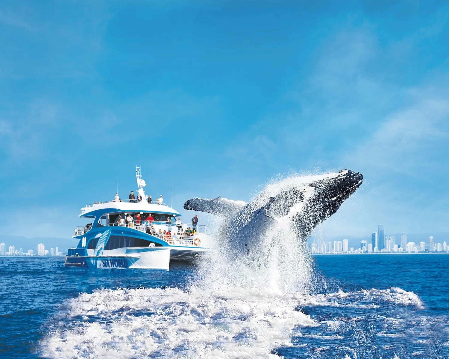 Whale watching experience on the Gold Coast